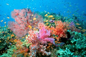 tree_corals