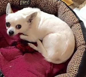 1931012_10208870582778845_8942572493621435416_n